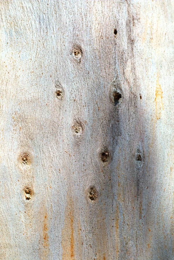 Eucalyptus Trunk Knots by Joy Watson